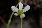 Pine barren stitchwort